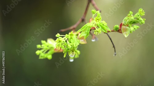 Goutte de pluie sur une branche