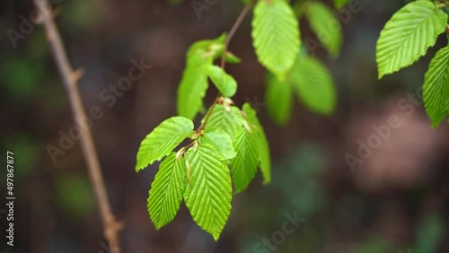Feuilles de noisettier