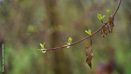Goutte de pluie sur une branche