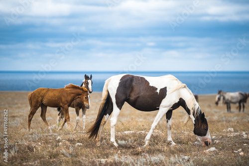 Horse in a field, farm animals, nature series