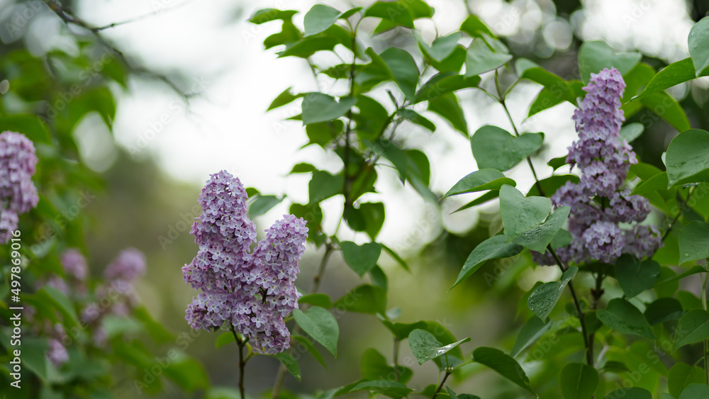 Lilac flowers. Purple lilac flowers on a blurred background Lilac flowers. Purple lilac flowers on a blurred background