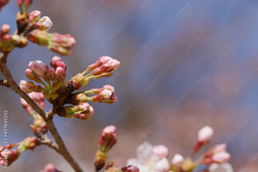 開花間近のソメイヨシノのつぼみ