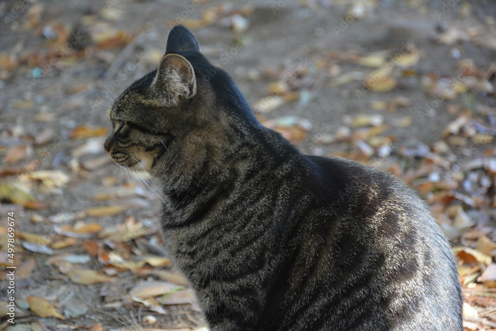 Obraz premium 野良猫