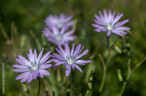 Laitue vivace    lactuca perennis en   t   dans les Alpes