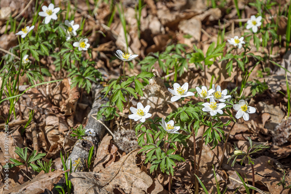 Fototapeta premium Anemone in the forest