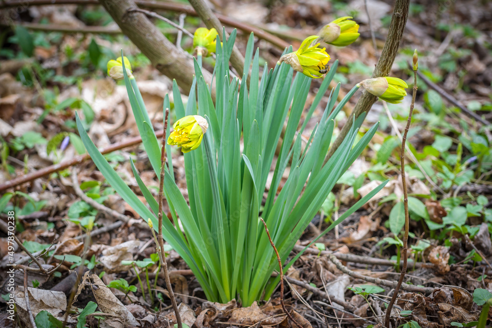 Yellow daffodils in the spring forest Yellow daffodils in the spring forest