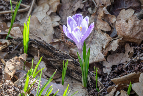 Spring crocus flower in the forest