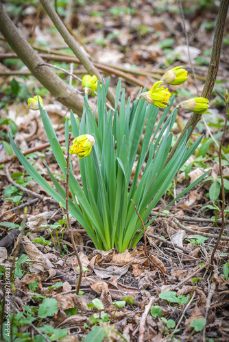 Yellow daffodils in the spring forest