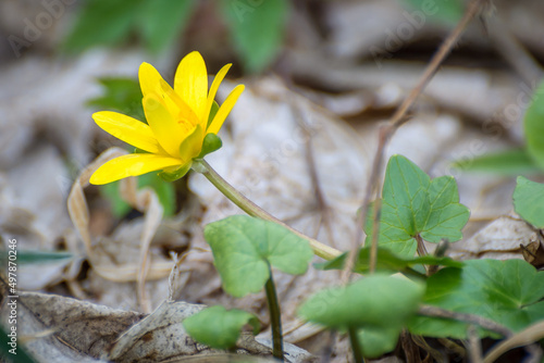 Yellow flower on a green background