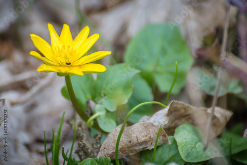 Yellow flower on a green background