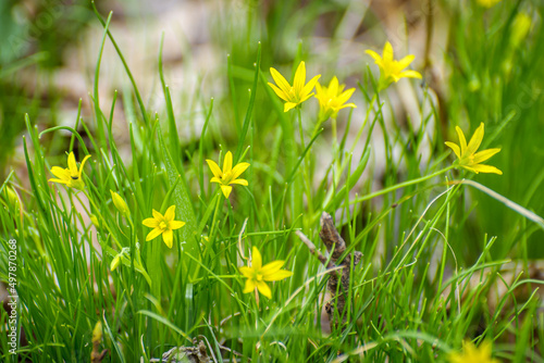 Yellow flowers in grass