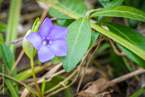 Periwinkle flower