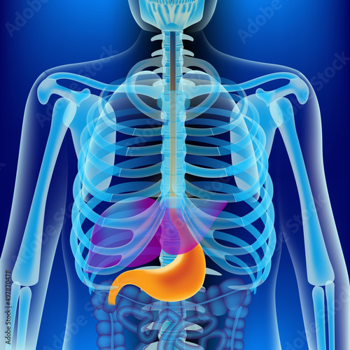 liver and stomach in the abdomen. The human body on the lumen. Skeleton on blue background. Medical illustration