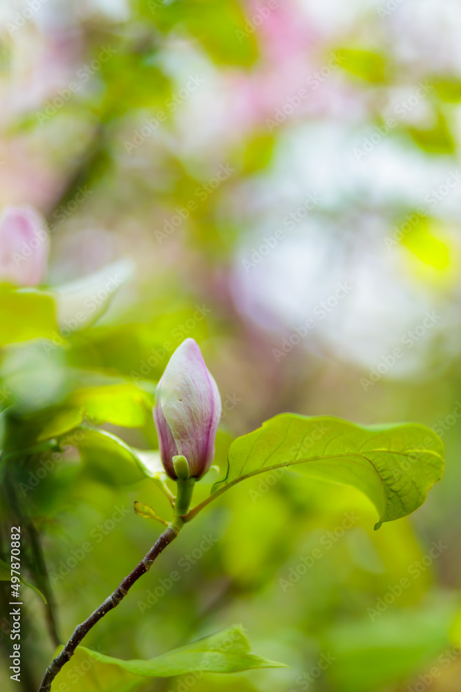 Pink magnolia flowers in the garden. Blooming magnolia on a branch. Spring concept Pink magnolia flowers in the garden. Blooming magnolia on a branch. Spring concept