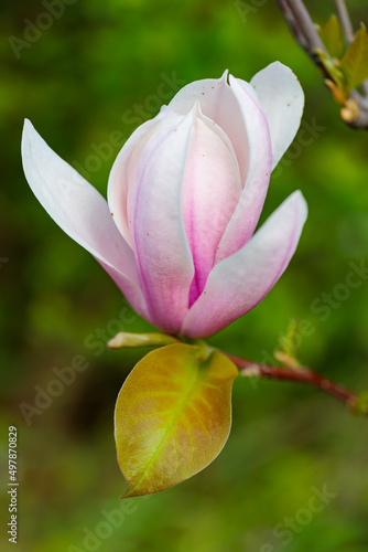 Pink magnolia flowers in the garden. Blooming magnolia on a branch. Spring concept