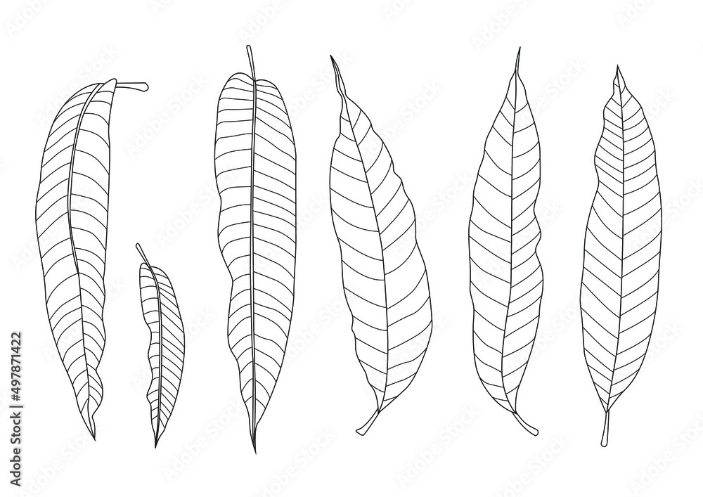 Leaves line mango fresh leaf and green isolated. single leaf and leaf pattern black bring to color decorate on white background illustration vector
Leaves line mango fresh leaf and green isolated. single leaf and leaf pattern black bring to color decorate on white background illustration vector