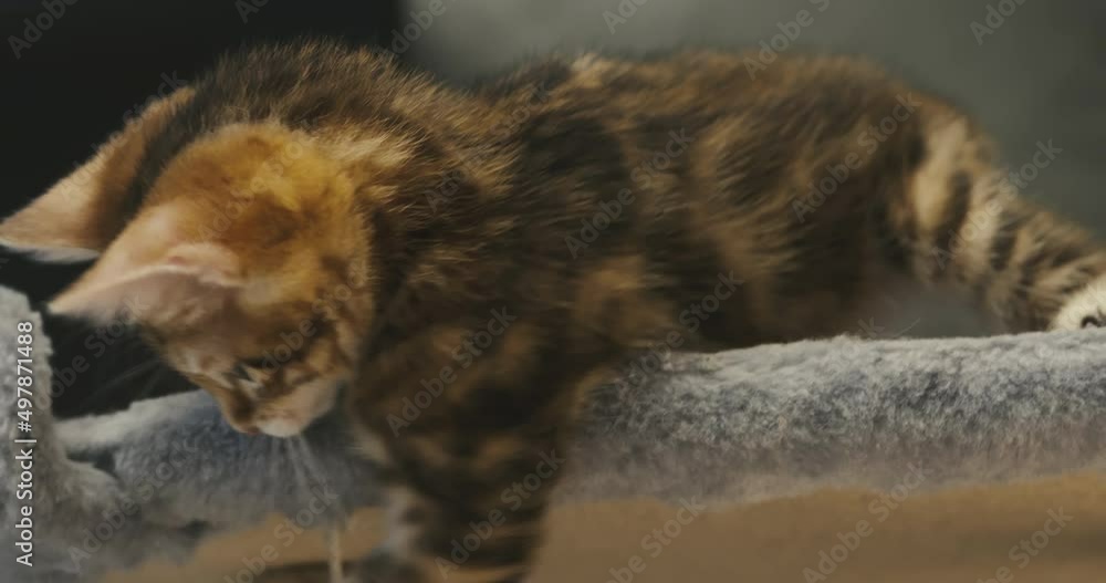 Little kitten play with a toy on a string. Cute kittens are catching woolen toy Little kitten play with a toy on a string. Cute kittens are catching woolen toy