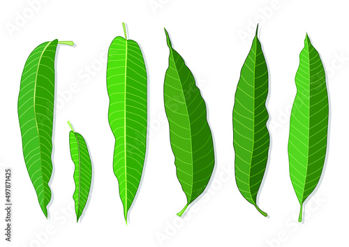 green leaves mango fresh leaf and green abstract isolated on white background illustration vector
