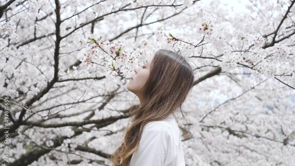 満開の桜の中を散策する女性 満開の桜の中を散策する女性