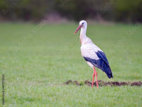 stork in the grass