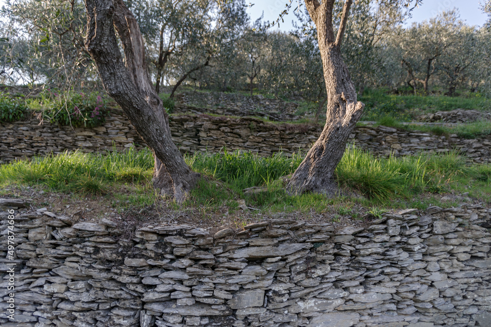 Natural stone walls at an olive grove Natural stone walls at an olive grove