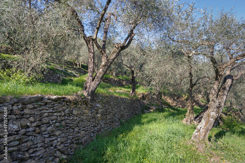 Natural stone walls at an olive grove