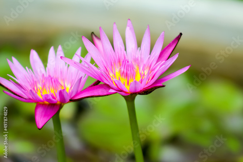 Nelumbo is a genus of aquatic plants with large, showy flowers. Members are commonly called lotus, though 