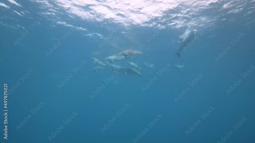 Underwater image of a pod of Indo-Pacific bottlenose dolphins (Tursiops aduncus) playing at the surface. In slow motion. Underwater image of a pod of Indo-Pacific bottlenose dolphins (Tursiops aduncus) playing at the surface. In slow motion.