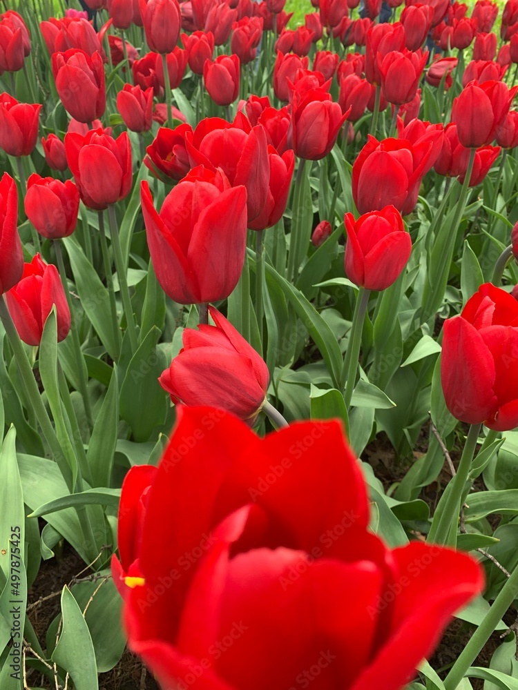 Fototapeta premium red tulips in the garden