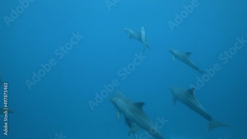 Pod of Indo-Pacific bottlenose dolphins (Tursiops aduncus) playing close to the surface. One of them dives close to the camera to have a look.  