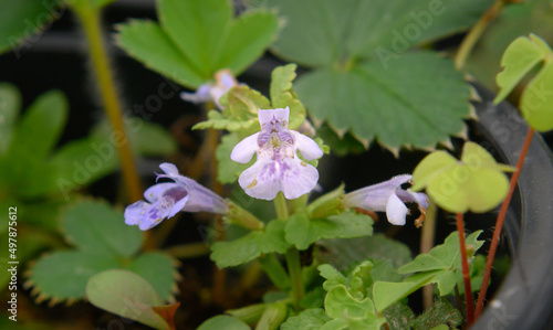 Gundermannblüte photo