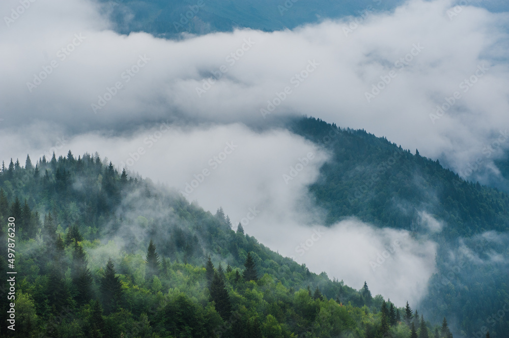 Mountain slopes landscape with fir trees in the fog in Svaneti, Georgia