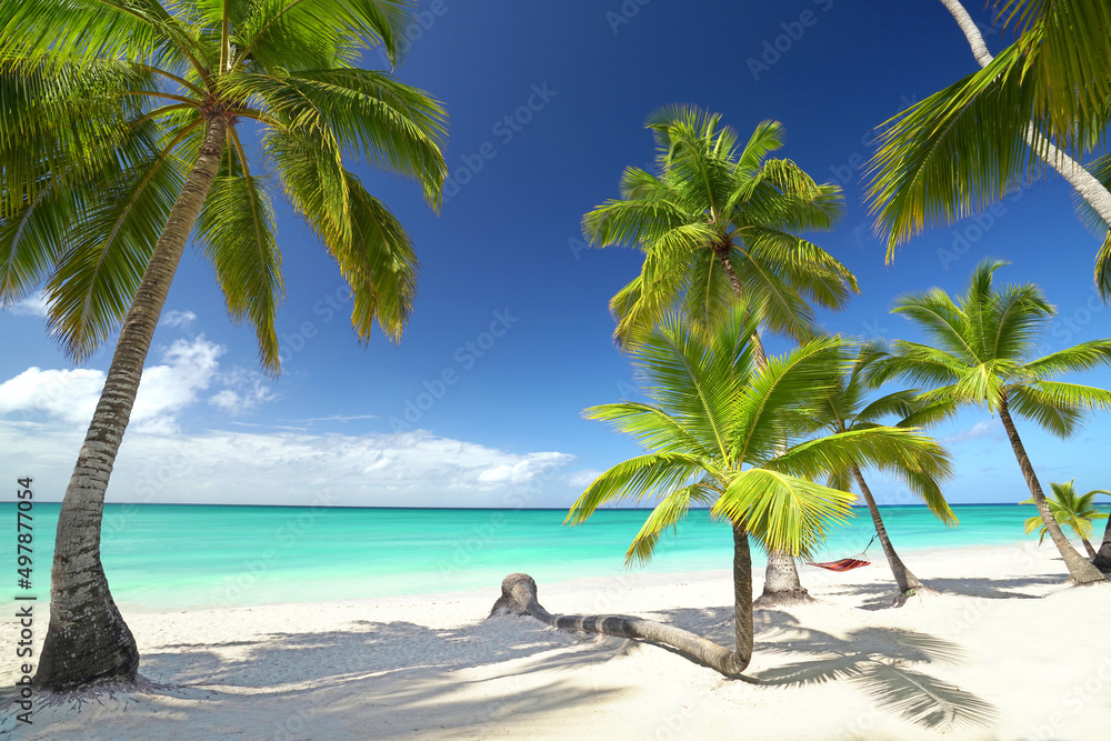 perfect white sand beach with turquoise water, palms and colorful hammock - obrazy, fototapety, plakaty 