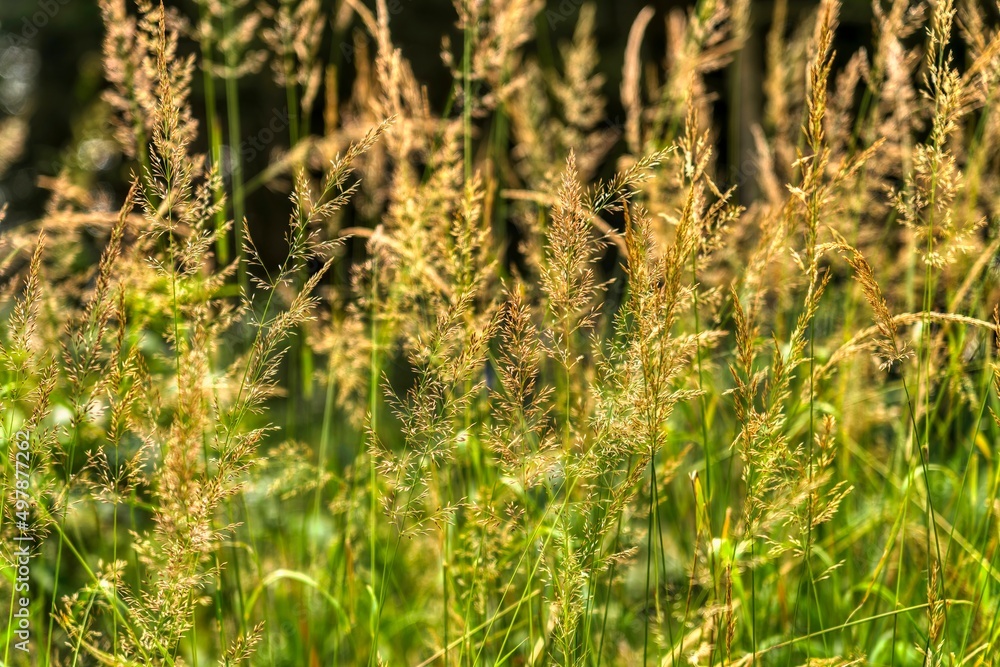 close up of grass close up of grass