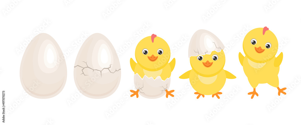 Cracked chicken eggs with newborn baby chick isolated on white background. Cute chicken hatched from egg. Funny yellow bird in different poses. Vector easter cartoon flat illustration. 