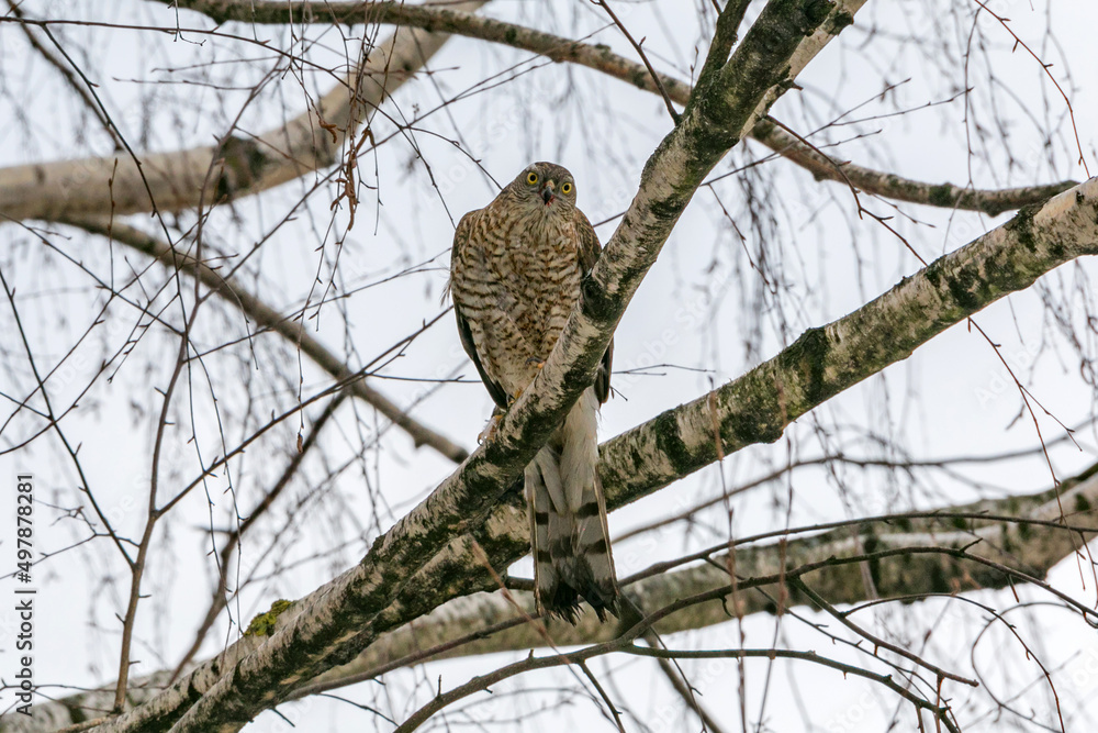 Obraz premium Bird of prey sits on a tree and looks out for its prey.