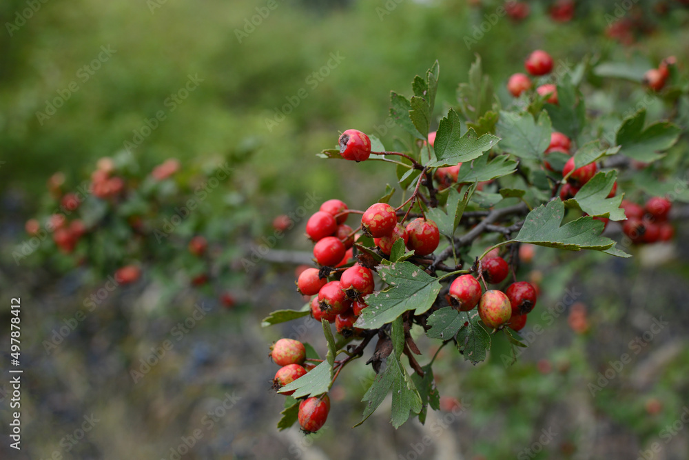 Rosehip grows in the forest Rosehip grows in the forest