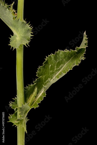 Prickly Sow-Thistle (Sonchus asper). Leaf Closeup photo