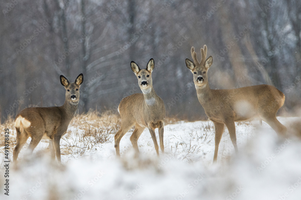 Deer in snow Deer in snow