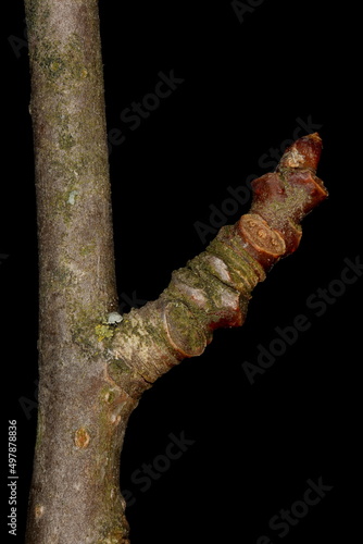 Aspen (Populus tremula). Brachyblast Closeup photo