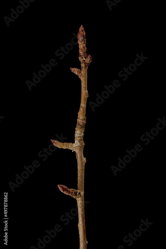 Pear (Pyrus communis). Wintering Twig Closeup photo