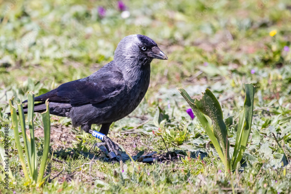 Eurasian or Western Jackdaw (Corvus monedula or Coloeus monedula) in a meadow Eurasian or Western Jackdaw (Corvus monedula or Coloeus monedula) in a meadow