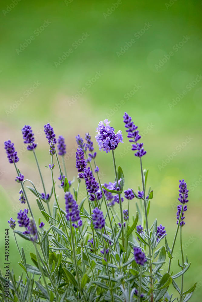 Fototapeta premium Lavendel