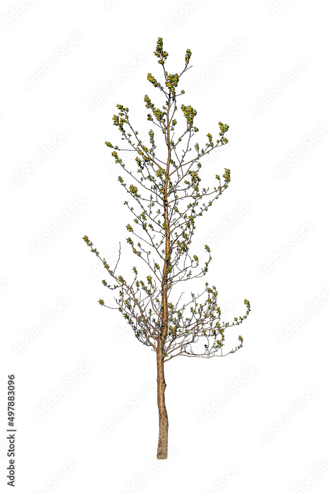 Fototapeta premium spring tree on white