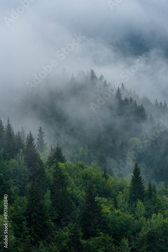 Fototapeta Naklejka Na Ścianę i Meble -  Mountain slopes landscape with fir trees in the fog in Svaneti, Georgia