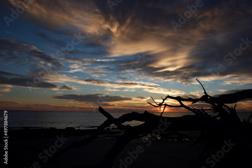 Driftwood Beach Jekyll Island Ga © Gray