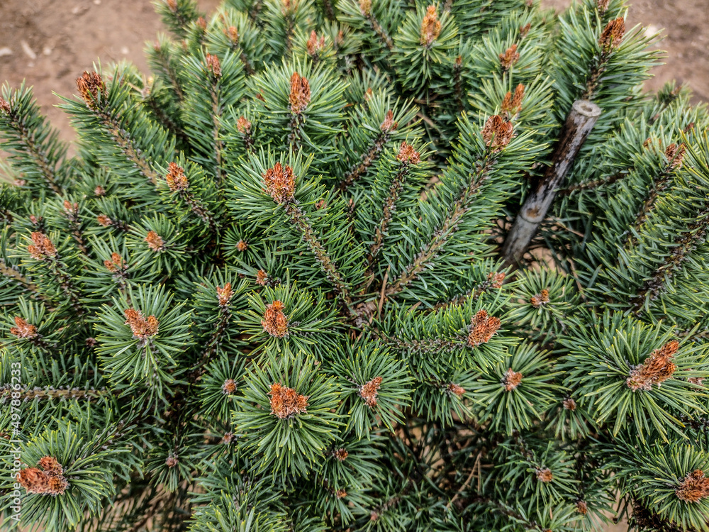 Mountain spruce (Picea engelmannii) in the park