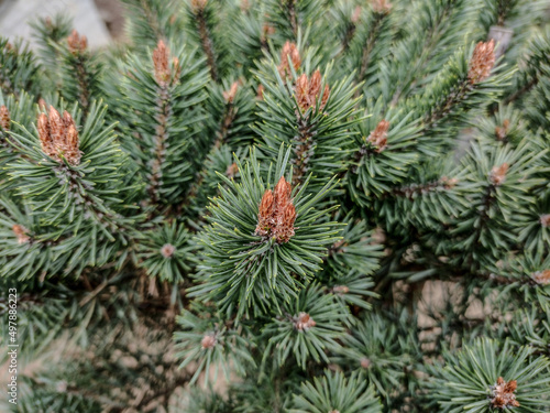 Mountain spruce  Picea engelmannii  in the park