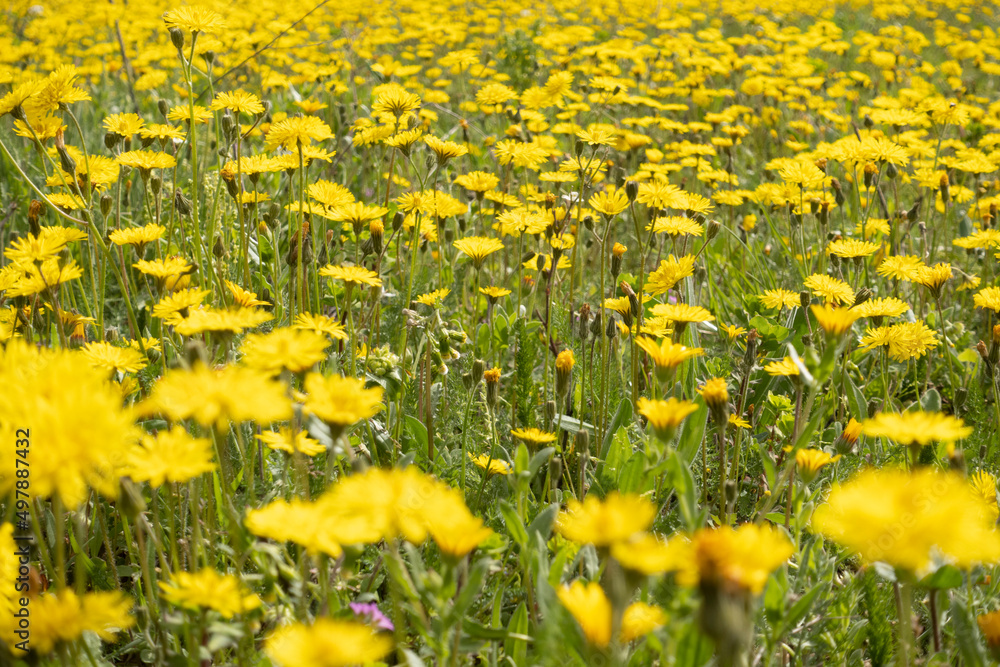 Obraz premium Field of daisies