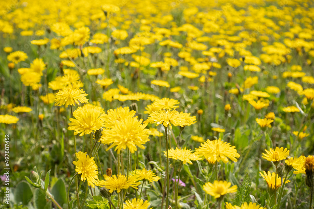 Field of daisies
Field of daisies
